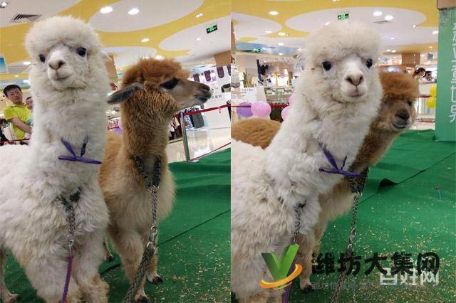 濰坊海洋生物租賃、萌寵動(dòng)物租賃，百鳥展出租
